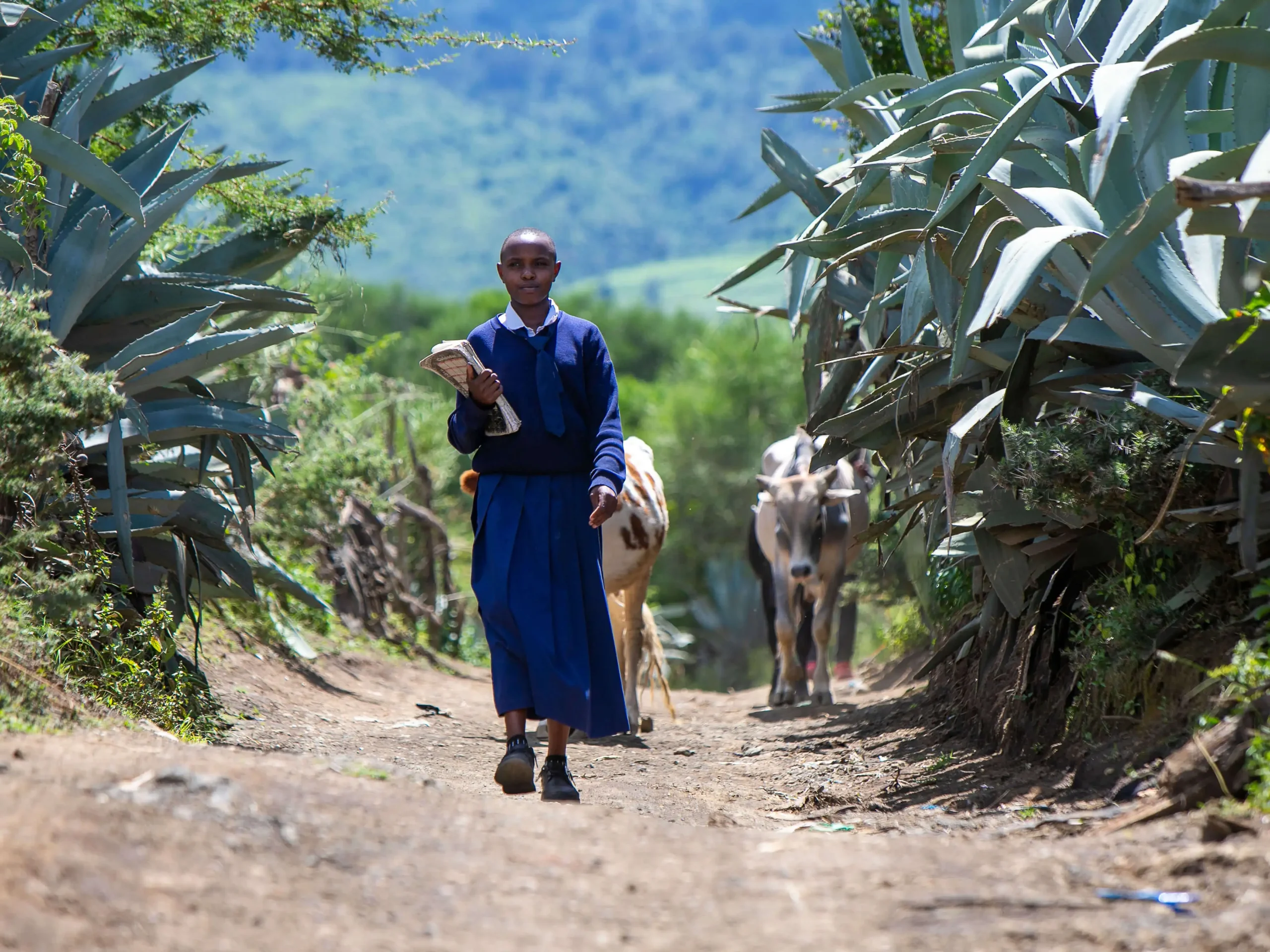 A young girl in a blue school uniform walks to class through agricultural fields, surrounded by cows and plants