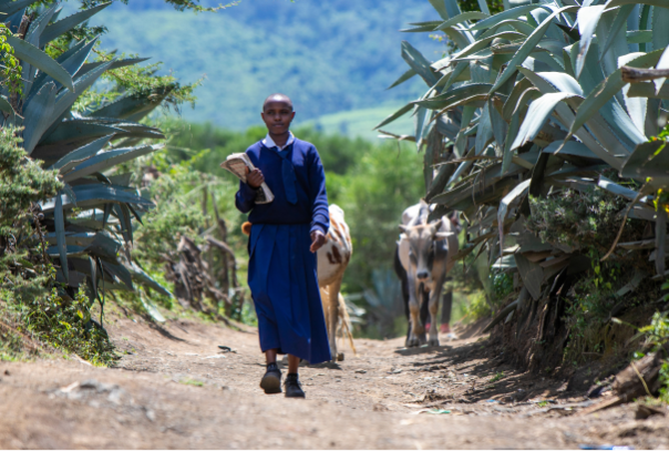 A young girl in a blue school uniform walks to class through agricultural fields, surrounded by cows and plants